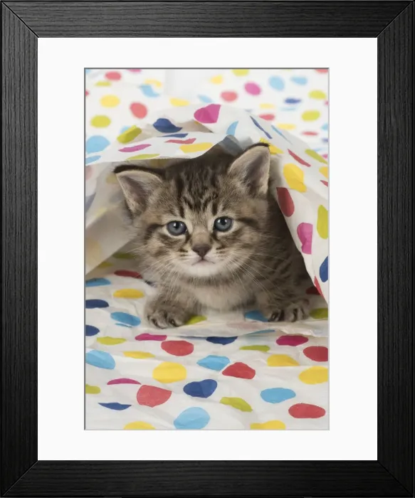 Framed Print : Picture No. 11772301 Framed Print : Picture No. 11772301
