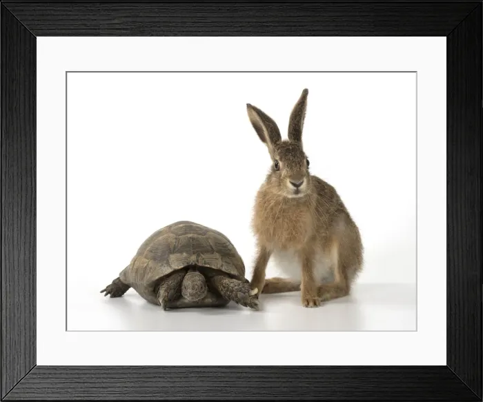 Framed Print : Picture No. 11772302 Framed Print : Picture No. 11772302
