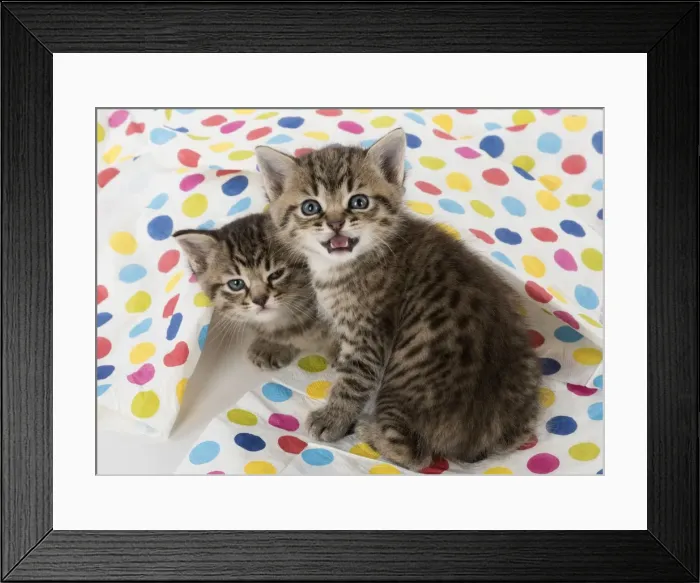 Framed Print : Picture No. 11772303