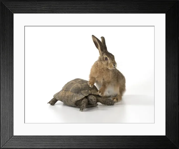 Framed Print : Picture No. 11772305 Framed Print : Picture No. 11772305