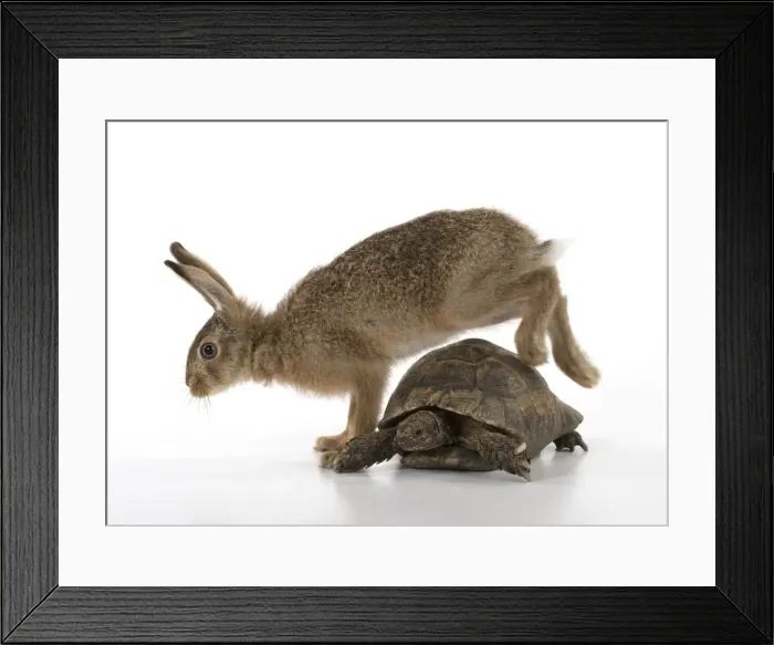 Framed Print : Picture No. 11772306 Framed Print : Picture No. 11772306
