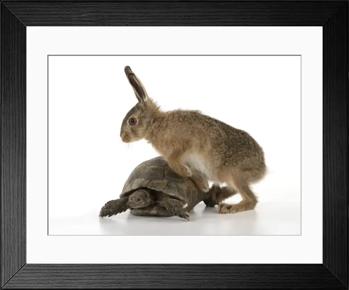 Framed Print : Picture No. 11772307 Framed Print : Picture No. 11772307