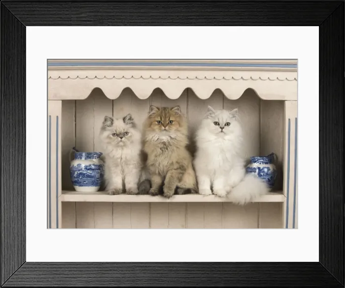 Framed Print : Picture No. 11772310 Framed Print : Picture No. 11772310