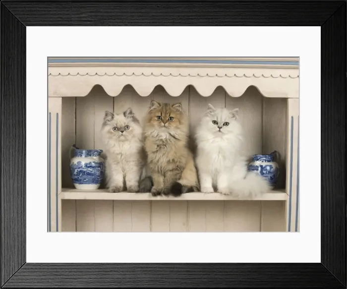 Framed Print : Picture No. 11772311 Framed Print : Picture No. 11772311
