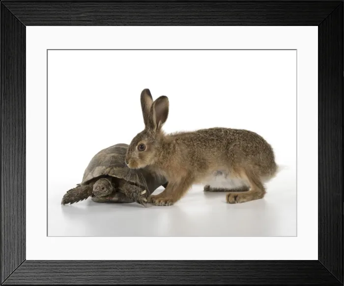 Framed Print : Picture No. 11772309 Framed Print : Picture No. 11772309