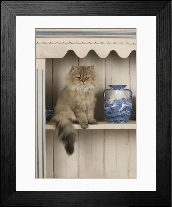 Framed Print : Picture No. 11772317 Framed Print : Picture No. 11772317