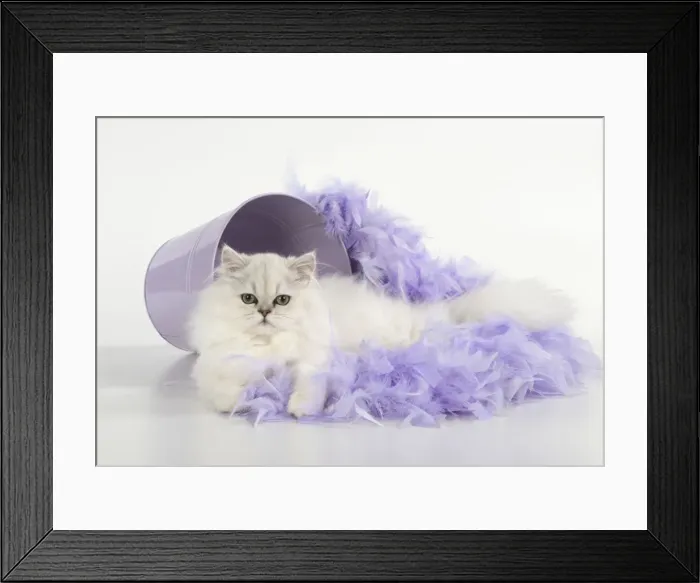 Framed Print : Picture No. 11772322 Framed Print : Picture No. 11772322