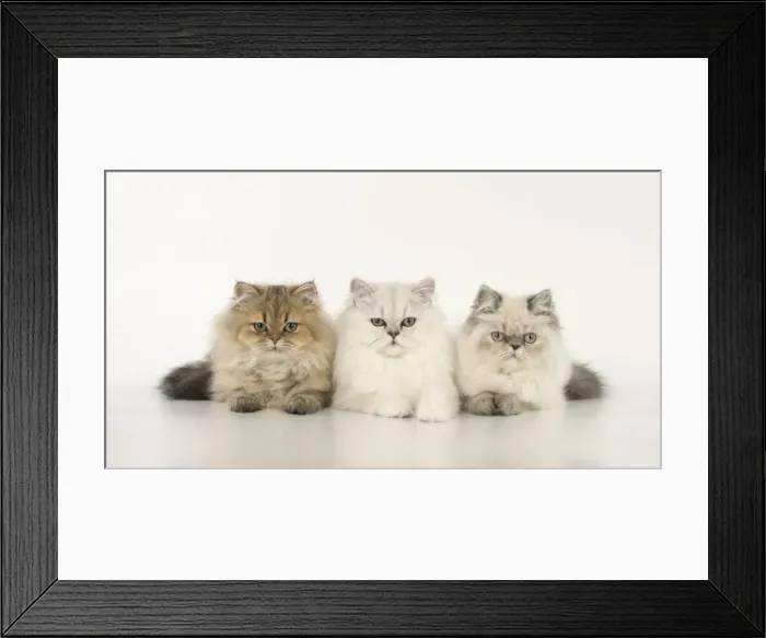 Framed Print : Picture No. 11772324 Framed Print : Picture No. 11772324