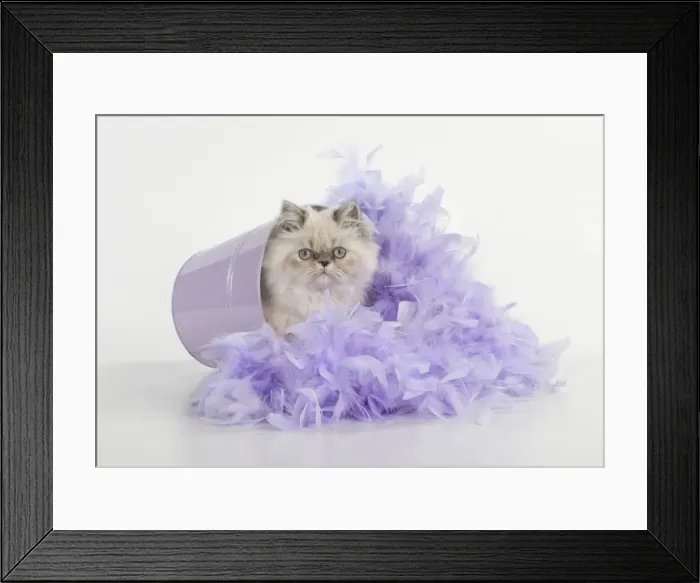 Framed Print : Picture No. 11772323 Framed Print : Picture No. 11772323