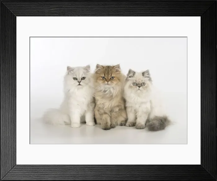 Framed Print : Picture No. 11772326 Framed Print : Picture No. 11772326