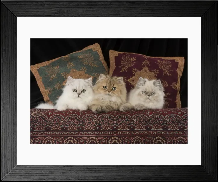 Framed Print : Picture No. 11772327 Framed Print : Picture No. 11772327