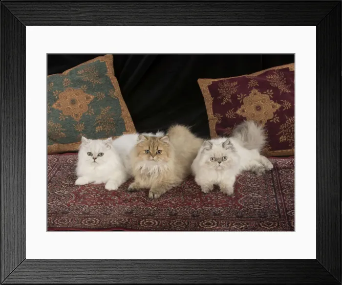 Framed Print : Picture No. 11772328 Framed Print : Picture No. 11772328