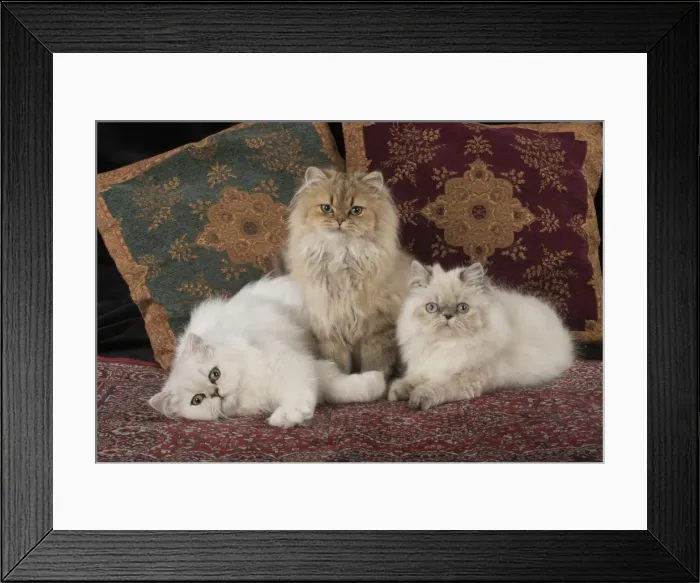 Framed Print : Picture No. 11772329 Framed Print : Picture No. 11772329