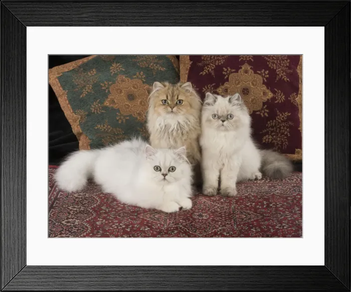 Framed Print : Picture No. 11772330 Framed Print : Picture No. 11772330