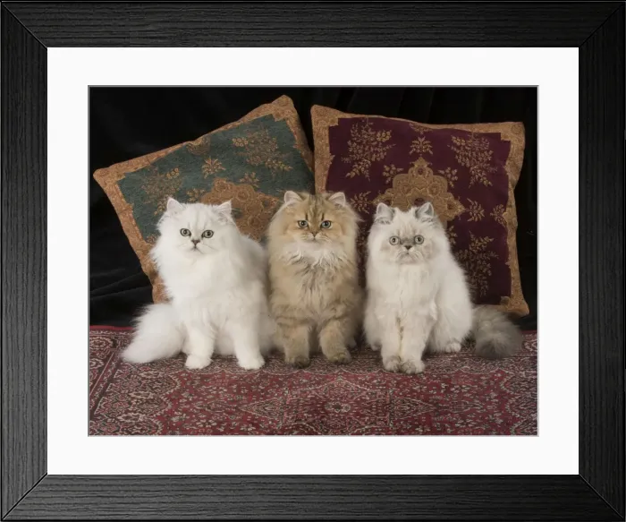 Framed Print : Picture No. 11772331 Framed Print : Picture No. 11772331