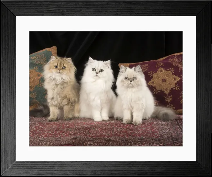 Framed Print : Picture No. 11772333 Framed Print : Picture No. 11772333