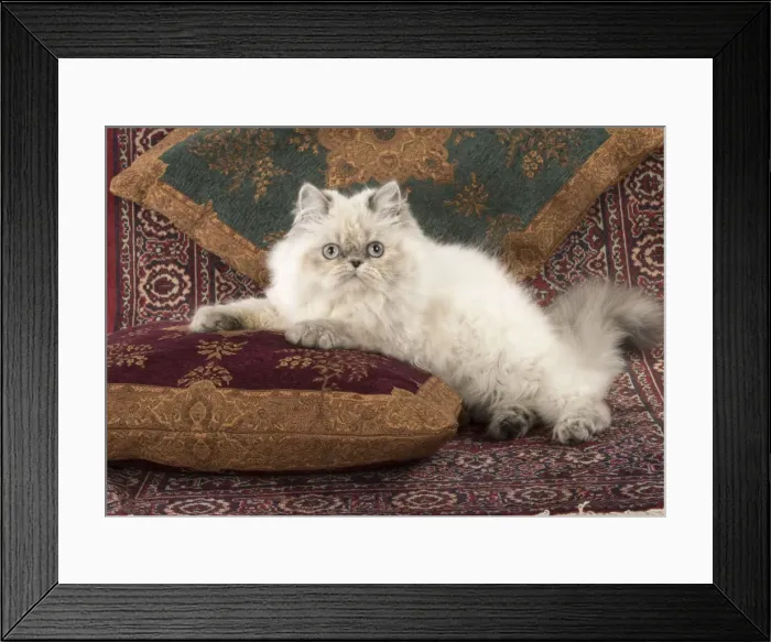 Framed Print : Picture No. 11772334 Framed Print : Picture No. 11772334