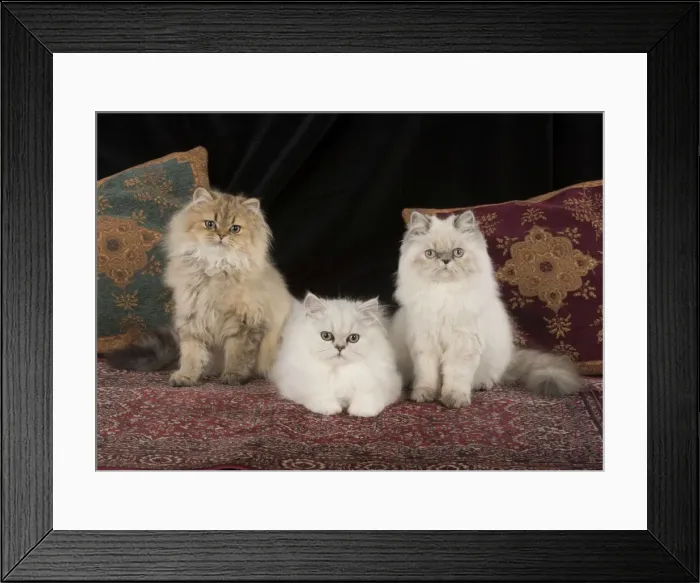 Framed Print : Picture No. 11772332 Framed Print : Picture No. 11772332