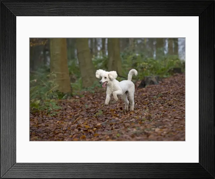 Framed Print : Picture No. 11772337 Framed Print : Picture No. 11772337