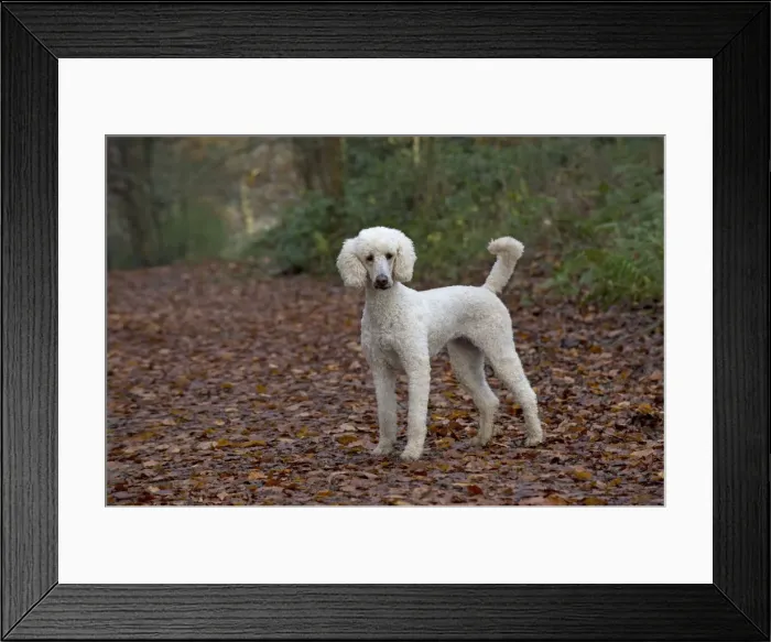 Framed Print : Picture No. 11772338 Framed Print : Picture No. 11772338