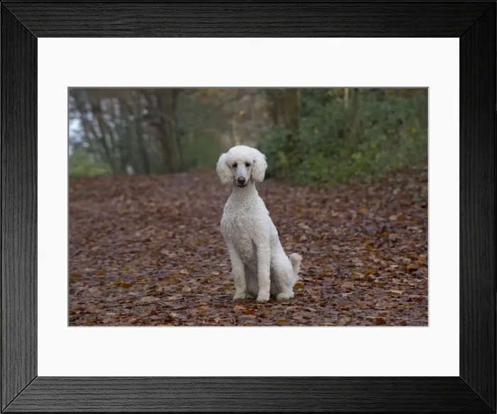 Framed Print : Picture No. 11772339 Framed Print : Picture No. 11772339