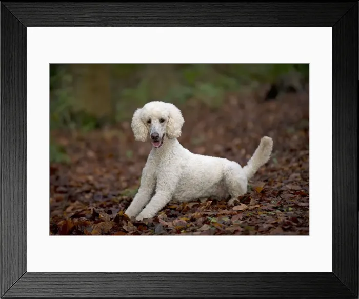 Framed Print : Picture No. 11772340 Framed Print : Picture No. 11772340