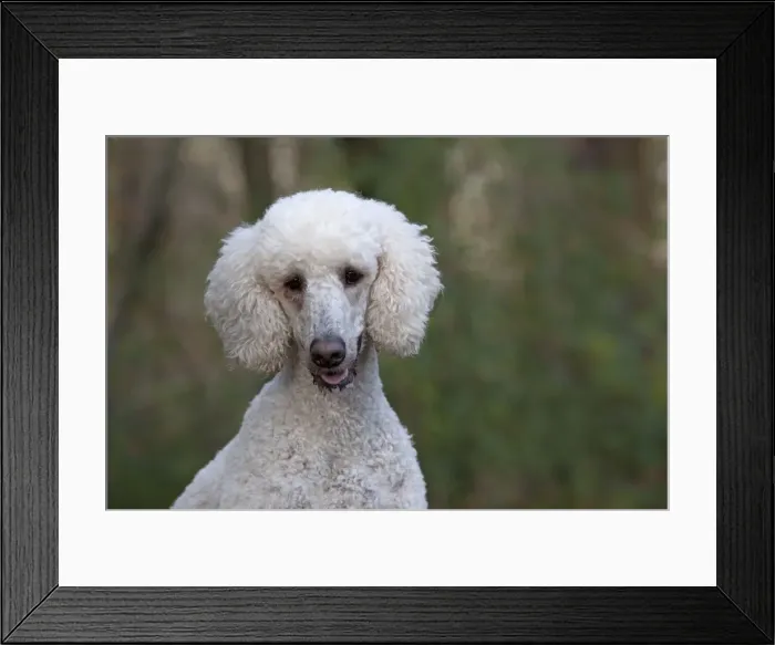 Framed Print : Picture No. 11772341 Framed Print : Picture No. 11772341