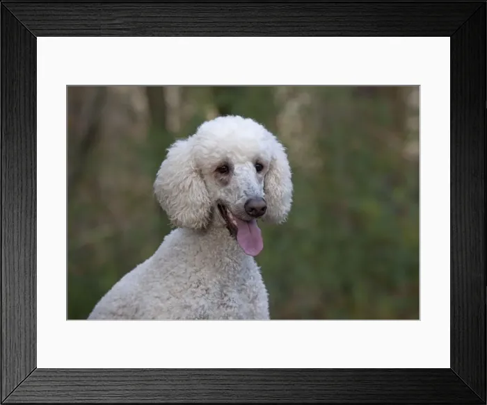 Framed Print : Picture No. 11772342 Framed Print : Picture No. 11772342