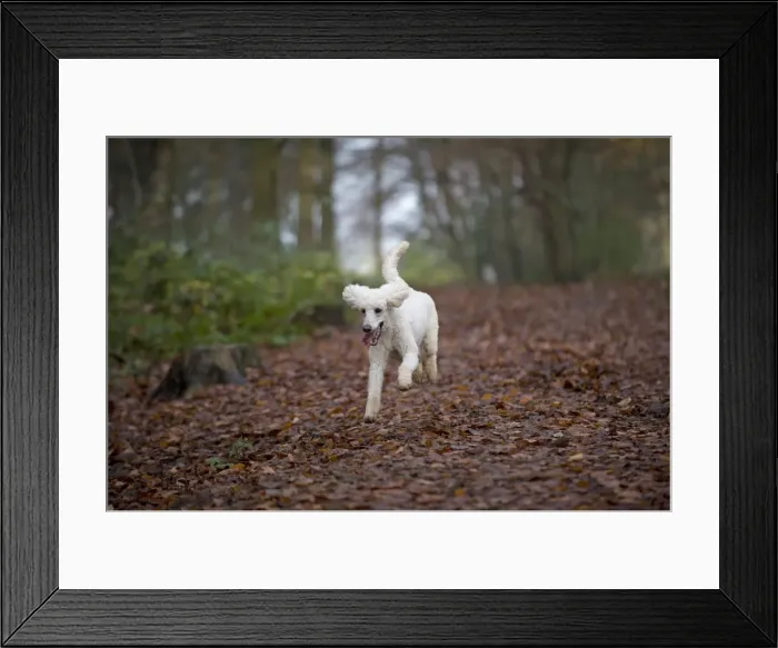 Framed Print : Picture No. 11772336