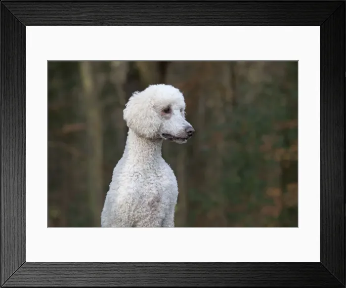 Framed Print : Picture No. 11772343 Framed Print : Picture No. 11772343