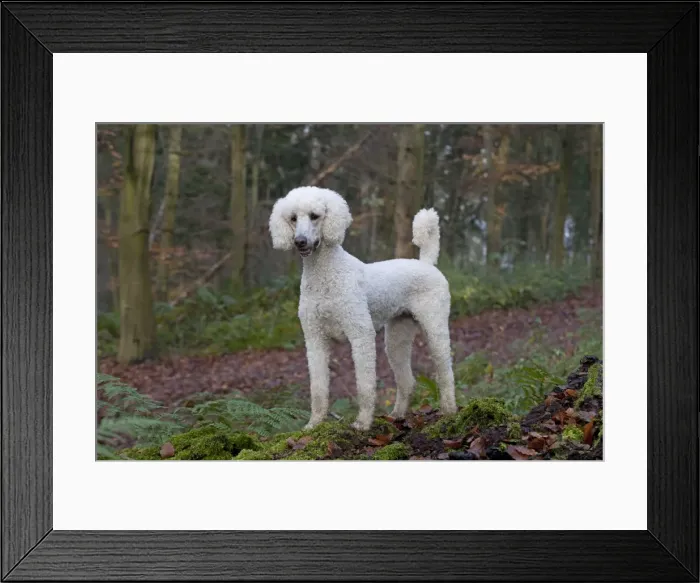 Framed Print : Picture No. 11772345 Framed Print : Picture No. 11772345