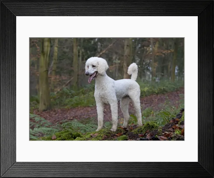 Framed Print : Picture No. 11772344 Framed Print : Picture No. 11772344