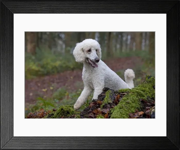 Framed Print : Picture No. 11772346 Framed Print : Picture No. 11772346