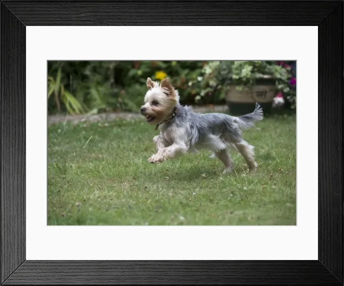 Framed Print : Picture No. 11772347 Framed Print : Picture No. 11772347