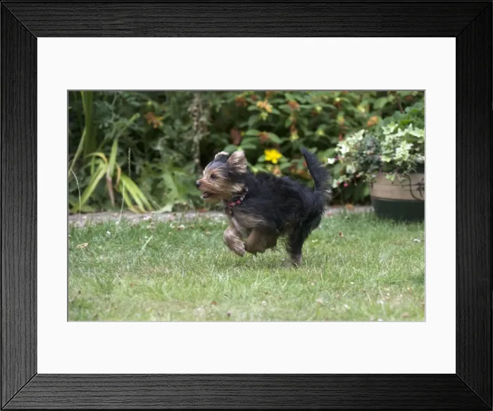 Framed Print : Picture No. 11772351 Framed Print : Picture No. 11772351