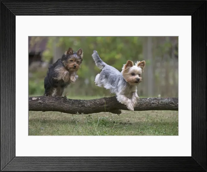 Framed Print : Picture No. 11772352 Framed Print : Picture No. 11772352