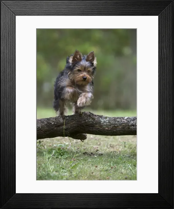 Framed Print : Picture No. 11772353 Framed Print : Picture No. 11772353