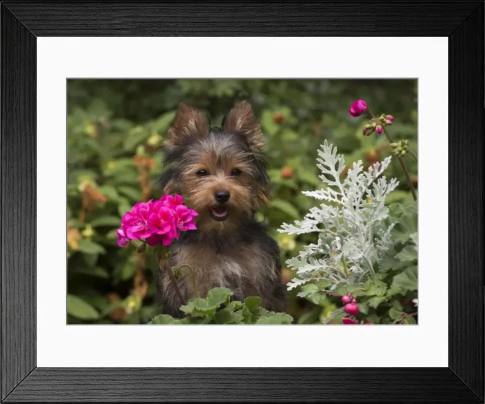 Framed Print : Picture No. 11772355 Framed Print : Picture No. 11772355