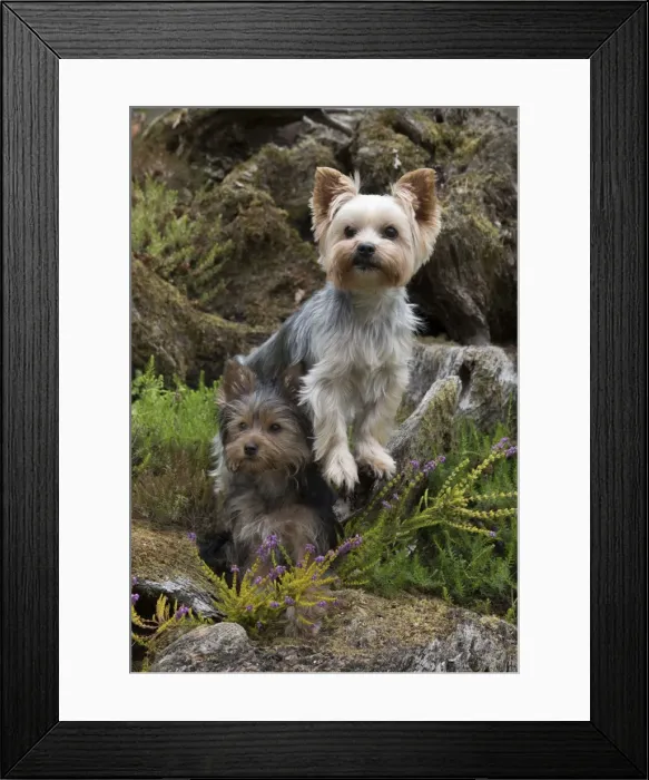 Framed Print : Picture No. 11772357 Framed Print : Picture No. 11772357