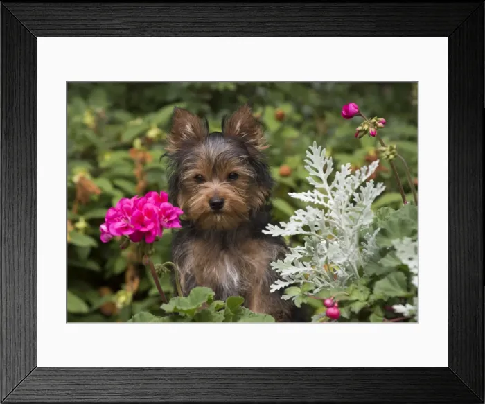 Framed Print : Picture No. 11772354 Framed Print : Picture No. 11772354