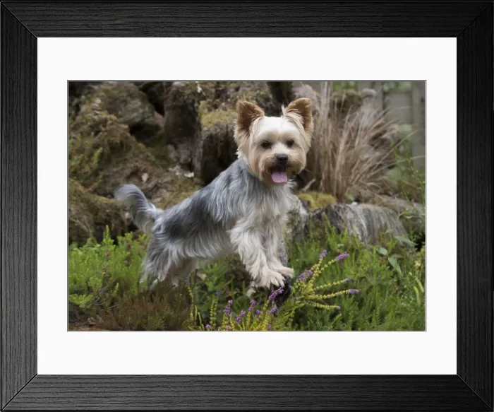 Framed Print : Picture No. 11772359 Framed Print : Picture No. 11772359
