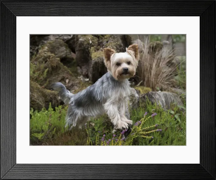 Framed Print : Picture No. 11772358 Framed Print : Picture No. 11772358