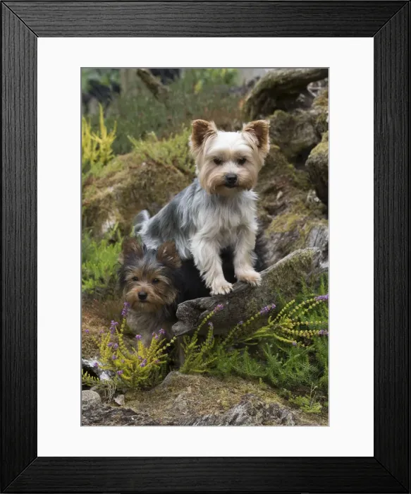 Framed Print : Picture No. 11772360 Framed Print : Picture No. 11772360