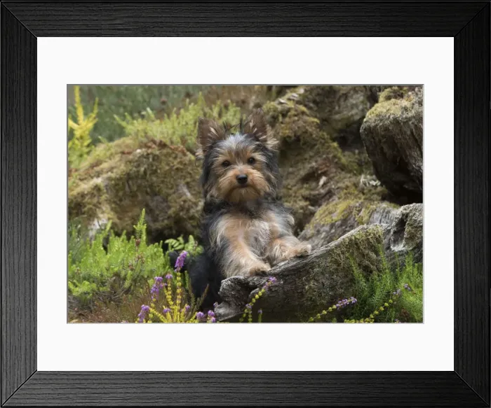 Framed Print : Picture No. 11772362 Framed Print : Picture No. 11772362