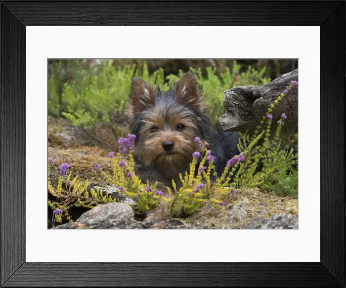 Framed Print : Picture No. 11772361 Framed Print : Picture No. 11772361