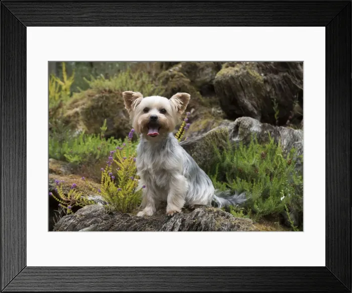 Framed Print : Picture No. 11772364 Framed Print : Picture No. 11772364
