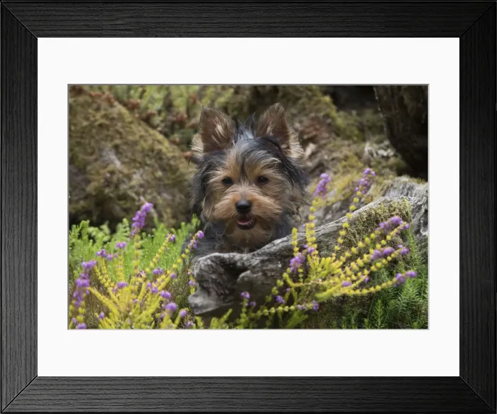 Framed Print : Picture No. 11772363 Framed Print : Picture No. 11772363
