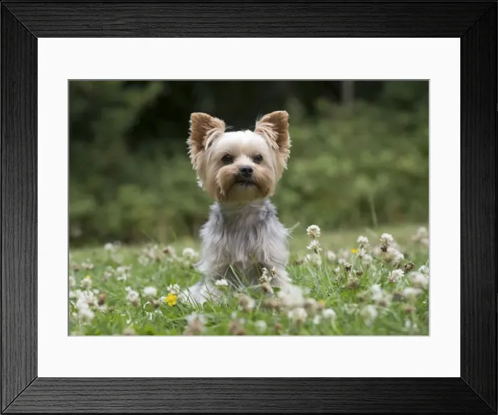 Framed Print : Picture No. 11772367
