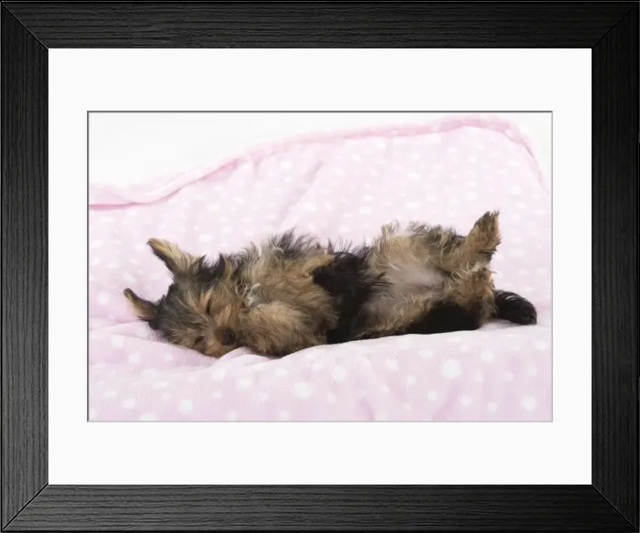 Framed Print : Picture No. 11772369 Framed Print : Picture No. 11772369