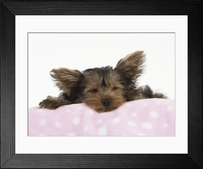 Framed Print : Picture No. 11772370 Framed Print : Picture No. 11772370